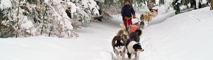 chiens de traineaux a pralognan la vanoise pres du dome des sonnailles